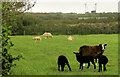 Sheep near Higher Trefrew