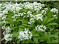 Ramsons or wild garlic