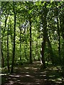 Footpath in Ecclesall Woods