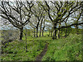 In Tinker Lane Wood, Lepton