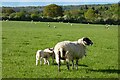 SU5469 : Pasture, Bucklebury by Andrew Smith
