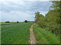 Field edge west of Downhall Beach Estate