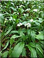 Wild garlic