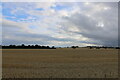 Wheatfield near Smithy Croft in the direction of Scotston of Usan