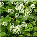 Ramsons in flower