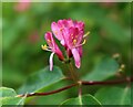 Flowers of Lonicera tatarica, Hurst Lane, Sedlescombe