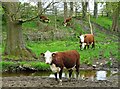 Cattle by Redcar Brook, south of Dore