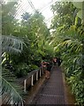 TQ1876 : Inside the Palm House, photographer at work, Kew Gardens by Martin Tester