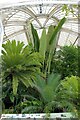 TQ1876 : Inside the Palm House, Kew Gardens by Martin Tester