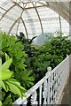 TQ1876 : Inside the Palm House, the upper level, Kew Gardens by Martin Tester