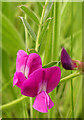 Common Vetch (Vicia sativa)