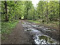 Footpath through Harlestone Firs