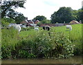 Cattle at Pool House