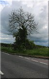 TL0027 : Tree on the corner of Dunstable Road and Chalgrave Road by David Howard