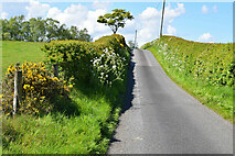 H5371 : Heading up Dreenan Road by Kenneth  Allen