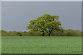 Tree in the field