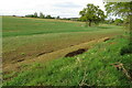 Oak tree in a field