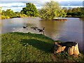 Canada geese & goslings on pond near Hall Brook, Keresley