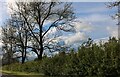 Trees by Station Road, North Kilworth