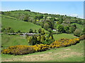 Gorse on the hillside