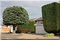 Topiary on Shoebury Road, Bournes Green