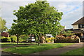 Tree on Shoebury Road, Bournes Green