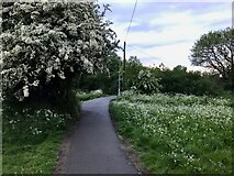 SK4934 : Hawthorn blossom and cow parsley by David Lally