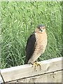 Sparrowhawk on my fence