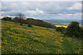 ST8951 : Wessex Ridgeway in a Field Of Buttercups by Chris Heaton