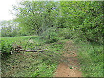 SP2933 : Fallen Tree, Redliff Hill by Jonathan Thacker