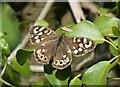 Speckled wood butterfly, Bagshill Road