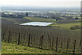 Orchard and pond