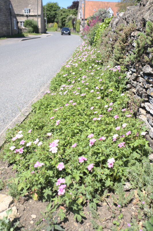 A flowering verge © Bob Harvey :: Geograph Britain and Ireland