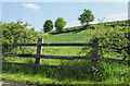 NY9672 : Field rising to hedge with 'embedded' trees by Trevor Littlewood