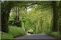 Tree tunnel over Witherington Road