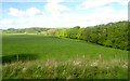 Grazing towards the Woodhead Burn