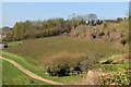 Orchard on Greensand Ridge