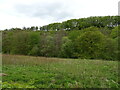 Woodland near the River Nith