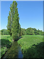 TL4748 : Whittlesford: poplars by the Cam by John Sutton