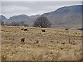 Cattle, Dumbrock Muir