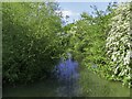 The River Cherwell by Spiceball Country Park