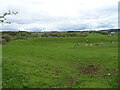 Grazing near The Lake