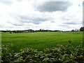 NX9479 : Crop field, Holywood by JThomas