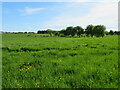 Grass field at Harthill