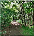 Woodland path: Belvedere Wood