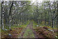 Birch woodland near Blackness