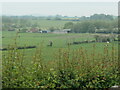 Cattle grazing near Meadow View