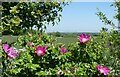 Wild roses on Dean Hill Road, Bredgar