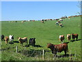 NJ9347 : Cows of many colours... by Bill Harrison