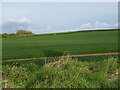 Crop field off the B751 near Crosshouse